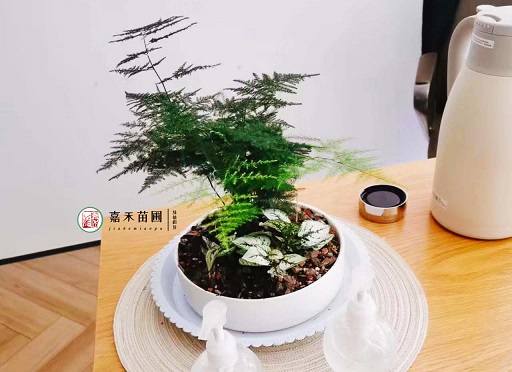 西安辦公室綠植租擺|西安嘉禾苗圃