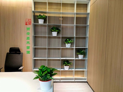 西安辦公室綠植租賃：不一樣的景觀構成不一樣的風景