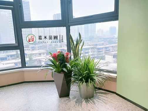 西安辦公室綠植租賃|西安嘉禾苗圃
