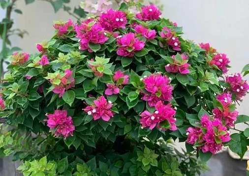 5種花喜歡&ldquo;擠&rdquo;，小盆養根壯葉肥，嫩芽蹭蹭撐&ldquo;爆盆&rdquo;