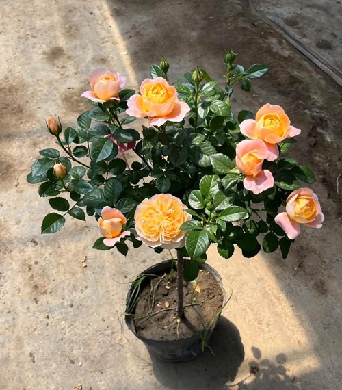 冬季養花技巧&mdash;&mdash;盆栽月季冬季這樣養