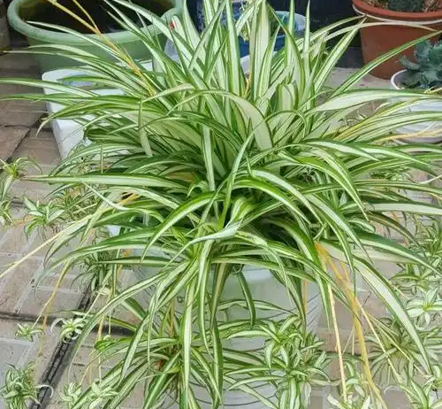 扦插綠蘿、吊蘭，我有個&ldquo;好方法&rdquo;，生根特別快，100%成活！