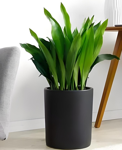 一葉蘭怎么養,為什么叫它蜘蛛抱蛋?