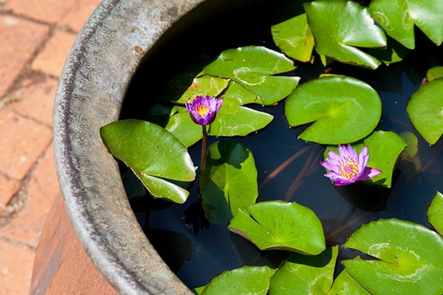 睡蓮的養殖方法和注意事項