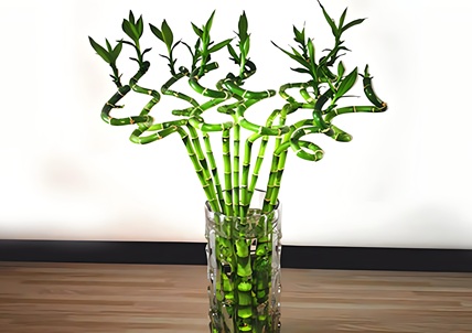 轉運竹的養殖方法和注意事項