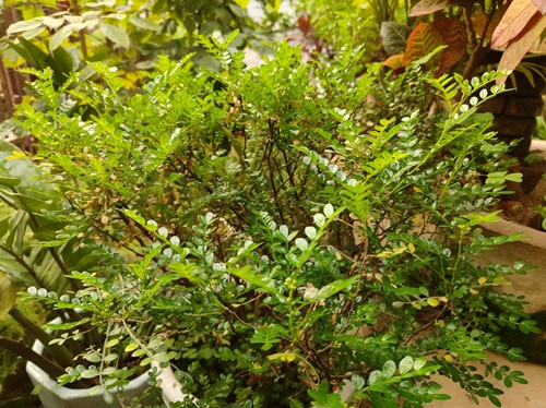 清香木為什么老掉葉?