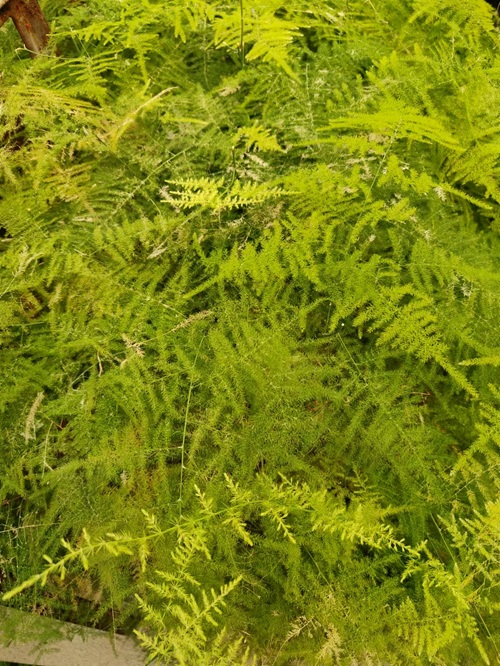 文竹葉子發黃，怎么救？捏一點&ldquo;粉末&rdquo;灌水澆，2天變油綠