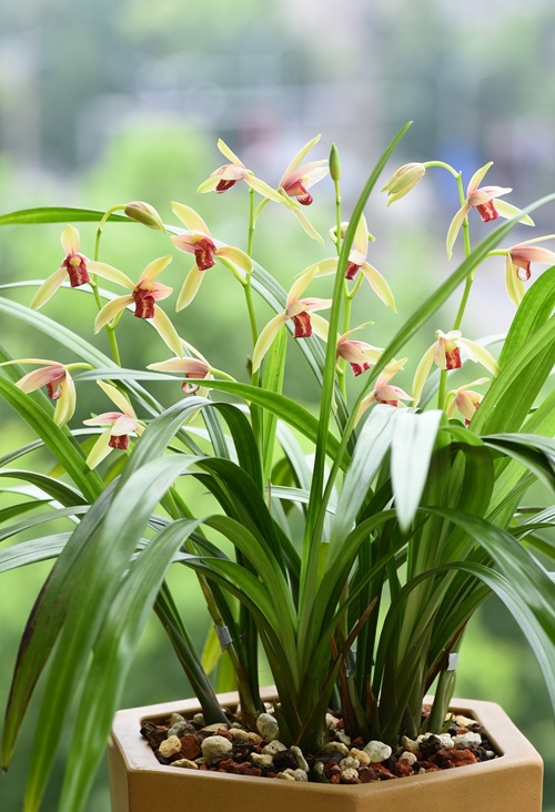 蘭花怎么養(yǎng)？家庭養(yǎng)蘭花的方法