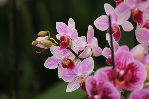 家養(yǎng)蝴蝶蘭好不好養(yǎng)活？蝴蝶蘭怎么養(yǎng)家庭養(yǎng)法和注意事情？