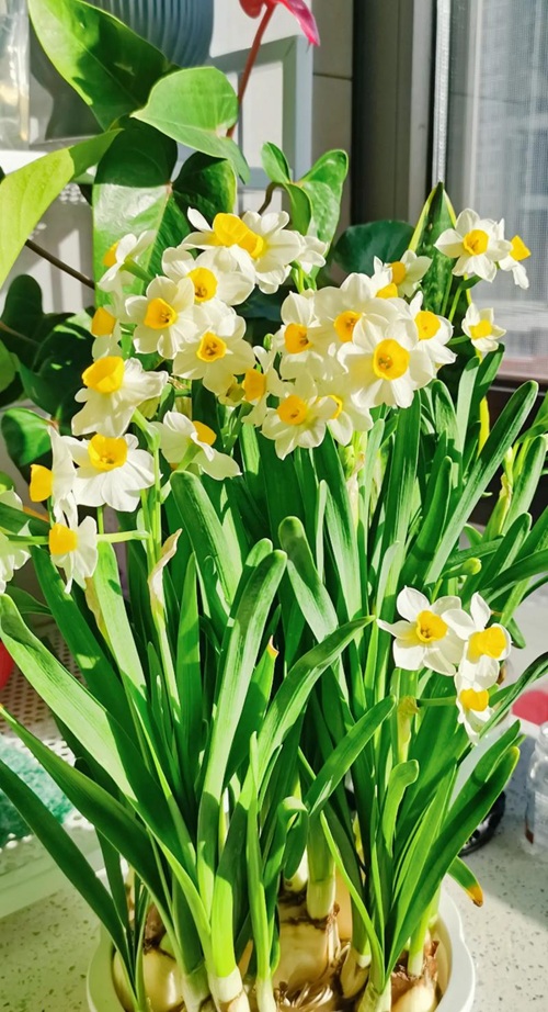 水仙花開完花就扔？太浪費(fèi)了，做個(gè)&ldquo;花后養(yǎng)護(hù)&rdquo;，明年繼續(xù)賞花