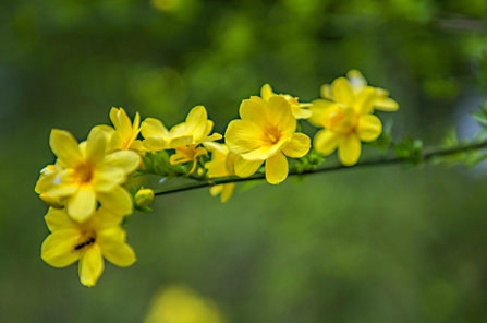 迎春花怎么養(yǎng)