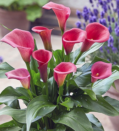 馬蹄蓮的養(yǎng)殖方法及注意事項(xiàng)