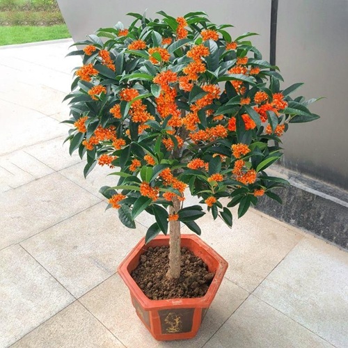 盆栽桂花的養(yǎng)殖方法和注意事項(xiàng)