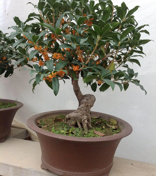 西安嘉禾苗圃 西安嘉禾苗圃