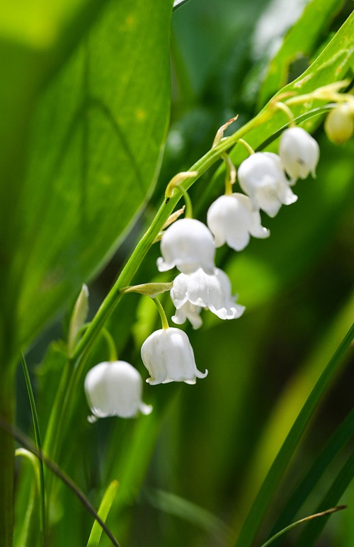 盆栽鈴蘭花養殖方法
