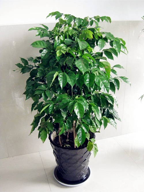 平安樹的養殖方法和注意事項