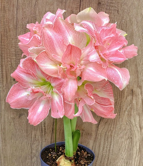 朱頂紅的養殖方法和注意事項：種球種植要消毒處理