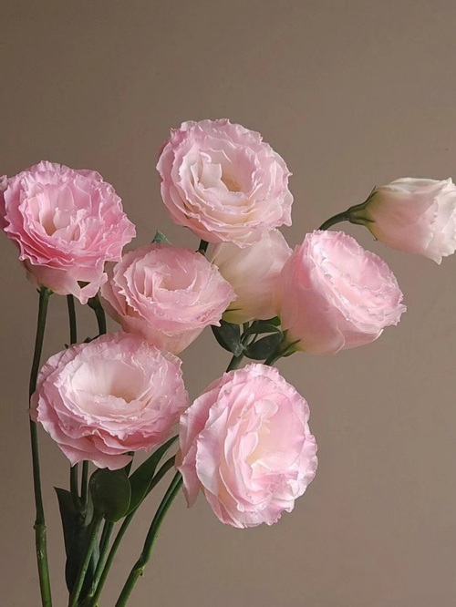 西安嘉禾苗圃 西安嘉禾苗圃