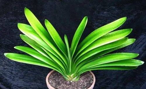 手把手教你養出美麗的君子蘭