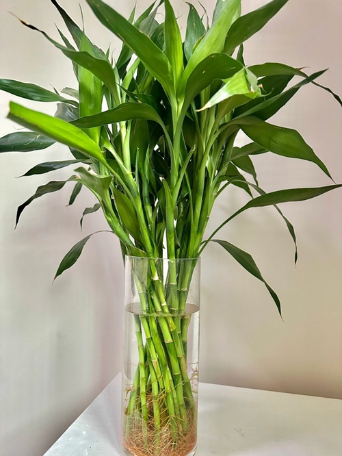 富貴竹的養殖方法和注意事項