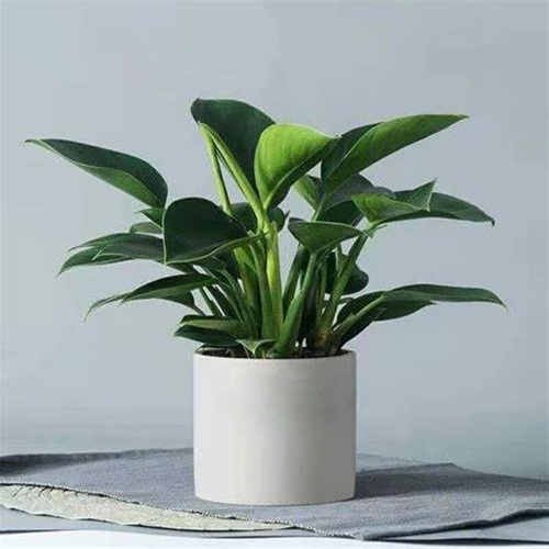 金鉆養殖方法和注意事項